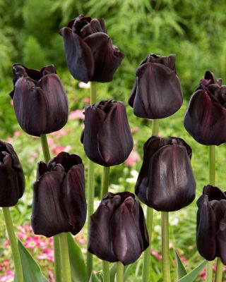 Paul Scherer tulip - XL pack - 50 pcs