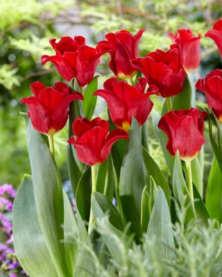 Piros ruha tulipán - 5 db.
