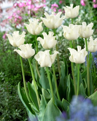 White Liberstar tulip - 5 pcs