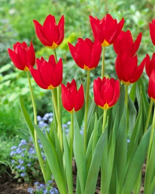 Tulipano Wisley - Confezione XL - 50 pz