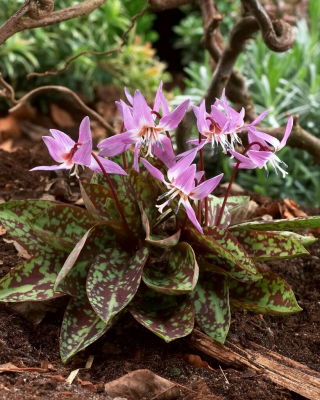 Erythronium - Purple King