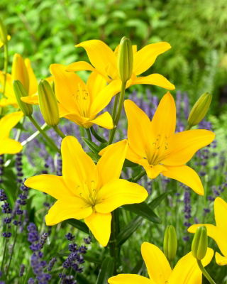 Lily - Easy Sun - senza polline, perfetto per il vaso! - Confezione XL - 50 pz