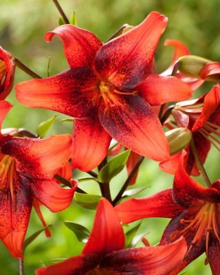 Tiger lily - Strawberry Event - XL pack - 50 pcs