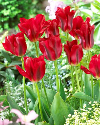 Tulipano rosso primaverile - XXXL conf. 250 pz