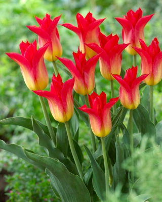Royal Gift tulip - 5 pcs