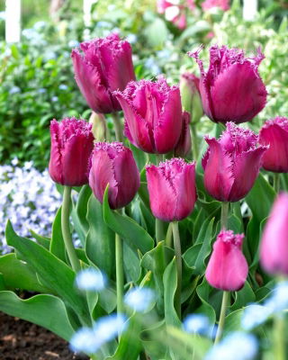Tulipano viaggiatore - Confezione XL - 50 pz