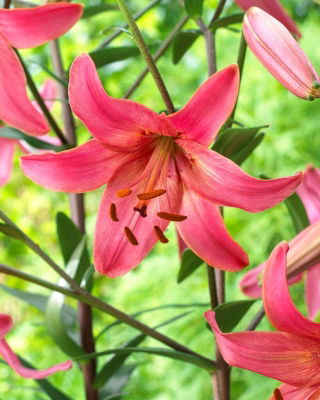 Pink Flight tiger lily - XL pack - 50 pcs