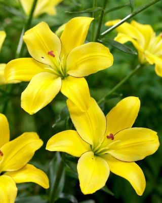 Lirio amarillo Cocotte sin polen, perfecto para jarrones - ¡paquete grande! - 10 piezas