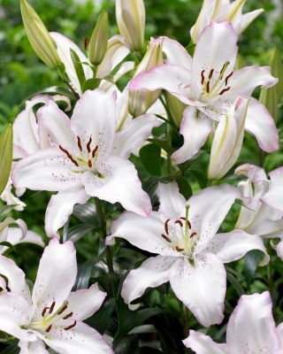 Fragrant oriental lily 'Brasilia' - large package! - 10 pcs