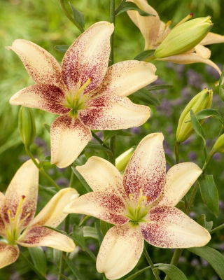 Easy Spot Asiatic lily - XL-pack - 50 st