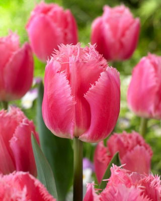 Cacharel tulip- 5 pcs