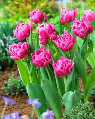 Dior-tulp - XL-verpakking - 50 st - 