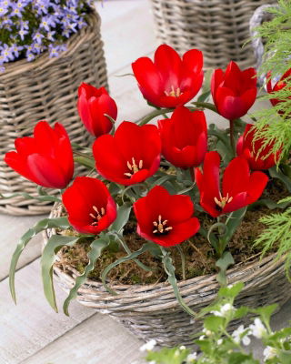 Tulipano di montagna Tulipa wilsoniana - 5 pz