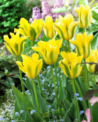 Tulipano giallo Springgreen - Confezione XL - 50 pz
