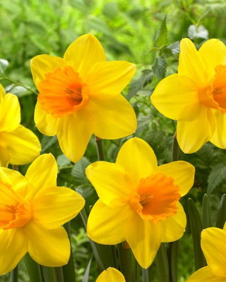 Bright Jewel narciso - 5 pz
