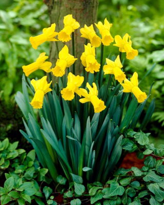 Golden Cycle narcis - XXXL pak 250 st - 