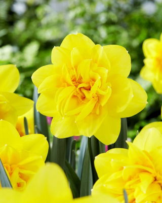 Holland Chase narcis - XL balení - 50 ks.