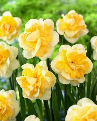 Narcis Progress - 3 ks
