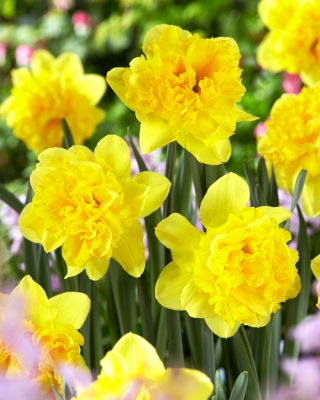 Tvillingblomst påskelilje - XXXL pakke 250 stk