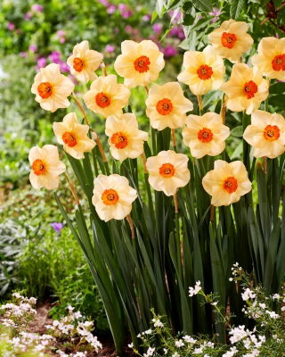 Altruistický narcis - XXXL balenie 250 ks