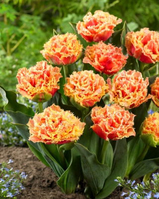 Brisbane tulip - XL pack - 50 pcs