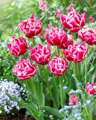 Columbus tulip - XXXL pack  250 pcs