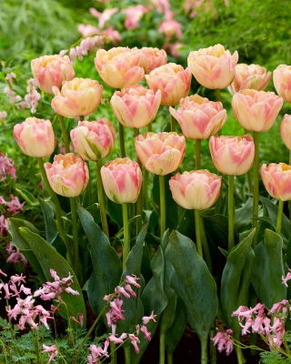 Creme Upstar tulipán - Pack XL - 50 uds
