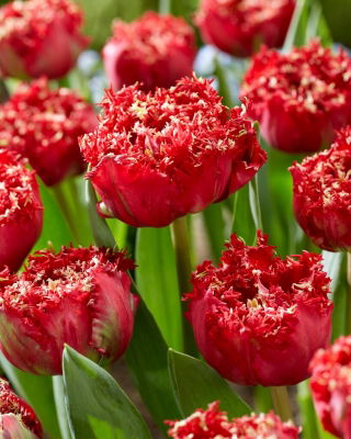 Qatar tulip - XL pack - 50 pcs