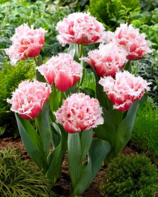 Queensland tulip - XXXL pack  250 pcs