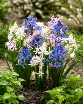 Selezione del colore della squill alpina - 10 pezzi; scilla a due foglie