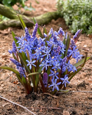 Scilla alpina blu - Confezione XXL 100 pz; scilla a due foglie
