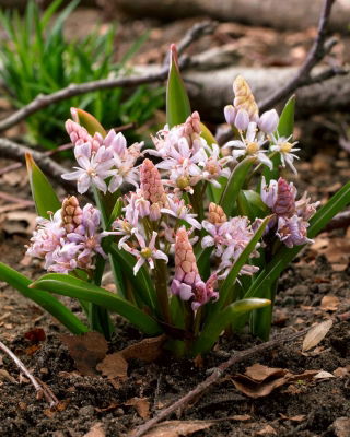 Cebolla alpina rosa - Paquete XXL 100 uds.; cebolla albarrana de dos hojas