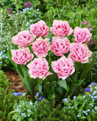 Cairns tulip - XXXL pack  250 pcs