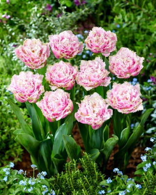 Perth tulip - 5 pcs
