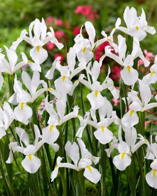 Iris hollandais d'Alaska - 10 pcs