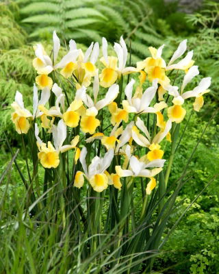 Montecito Dutch iris - XXXL pack - 500 pcs