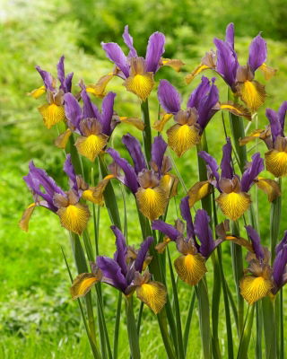Picasso Dutch iris - 10 pcs