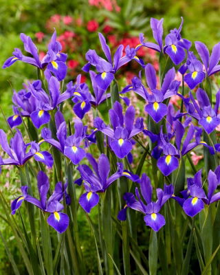 Iris holandés de San Valentín - 10 piezas