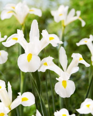 White Magic Holländische Iris - 10 Stk - 