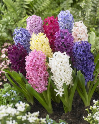 Hyacinthus Mix - Hyacint Mix - XXL pak 150 st - 