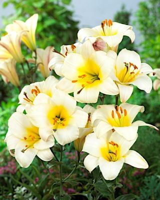 Lilium, Lily White Planet - XL pakke - 50 stk.