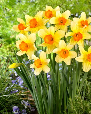 Narcissus Fortissimo - Daffodil Fortissimo - XXXL pack  250 pcs