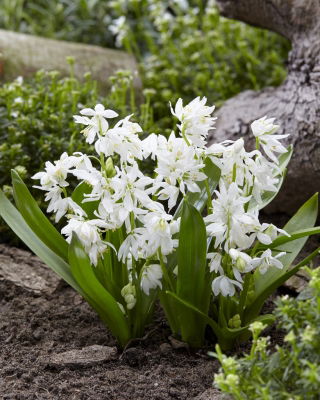 Scilla, Squill Siberica Alba - XXXL pak - 500 st - 
