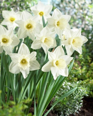 Narcissus Mount Hood - Daffodil Mount Hood - XXXL pack  250 pcs