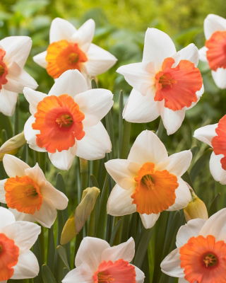 Daffodil, narcissus Chromacolor - XXXL pack  250 pcs