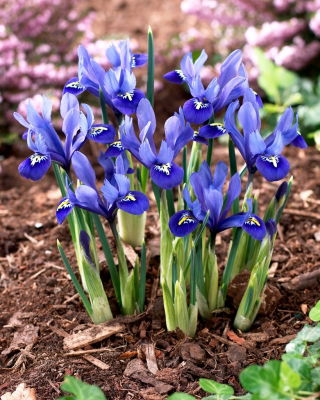 Iris reticulata - Confezione XXXL - 500 pz