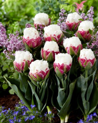 Tulip Ice Cream - zeldzame pioenvormige bloemen - XXXL pak 250 st - 