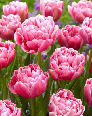 Tulip 'Aveyron' - XXXL pack  250 pcs