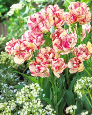 Tulip 'Belicia' - XXXL pack  250 pcs