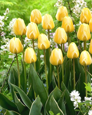 Tulip Cream Cocktail - Confezione XXXL 250 pz